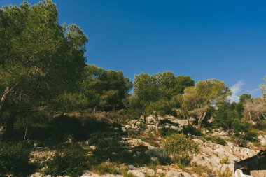 Yazın ağaçlar, kaktüsler ve mavi gökyüzüyle güzel doğal manzara..
