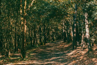 Portomarn - Palas de Rei sahnesinin orman patikalarındaki manzara. İspanya. 
