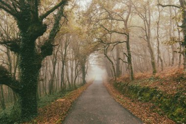 Fransa 'nın Portomarn' dan Palas de Rei.Güzel sonbahar ağaçları üzerindeki orman patikaları..