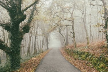 Fransa 'nın Portomarn' dan Palas de Rei.Güzel sonbahar ağaçları üzerindeki orman patikaları..