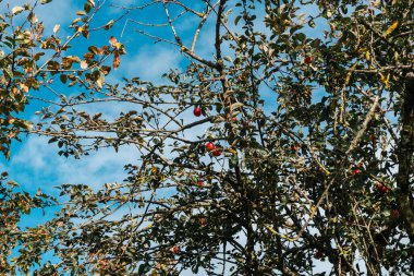 Arkaplanda elma ağacı ve mavi gökyüzü.