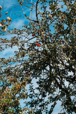 Arkaplanda elma ağacı ve mavi gökyüzü.