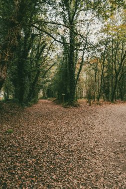 Orman manzaraları ve kırsal panoramik manzaralar Arzua 'dan Pedrouzo' ya sahnede. İspanya.