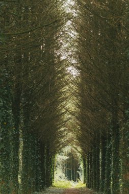 Orman manzaraları ve kırsal panoramik manzaralar Arzua 'dan Pedrouzo' ya sahnede. İspanya.