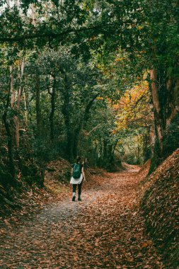 Orman manzaraları ve kırsal panoramik manzaralar Arzua 'dan Pedrouzo' ya sahnede. İspanya.