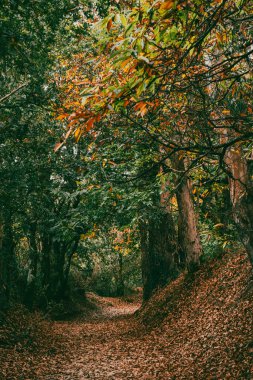 Orman manzaraları ve kırsal panoramik manzaralar Arzua 'dan Pedrouzo' ya sahnede. İspanya.