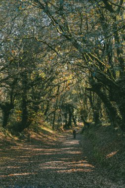 Fransız Yolu 'ndaki güzel ağaçlarla birlikte ormanın manzarası. Palas de Rei - Melide sahnesi. İspanya.