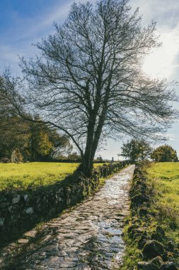 Fransız Yolu 'ndaki güzel ağaçlarla birlikte ormanın manzarası. Palas de Rei - Melide sahnesi. İspanya.