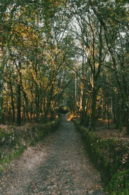 Fransız Yolu 'ndaki güzel ağaçlarla birlikte ormanın manzarası. Palas de Rei - Melide sahnesi. İspanya.