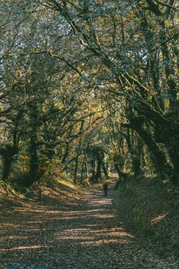 Fransız Yolu 'ndaki güzel ağaçlarla birlikte ormanın manzarası. Palas de Rei - Melide sahnesi. İspanya.