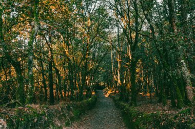 Fransız Yolu 'ndaki güzel ağaçlarla birlikte ormanın manzarası. Palas de Rei - Melide sahnesi. İspanya.