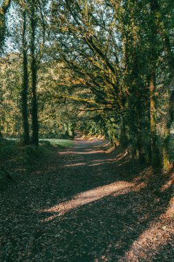 Fransız Yolu 'ndaki güzel ağaçlarla birlikte ormanın manzarası. Palas de Rei - Melide sahnesi. İspanya.