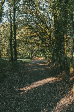 Fransız Yolu 'ndaki güzel ağaçlarla birlikte ormanın manzarası. Palas de Rei - Melide sahnesi. İspanya.