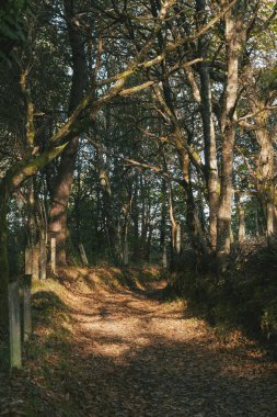 Fransız Yolu 'ndaki güzel ağaçlarla birlikte ormanın manzarası. Palas de Rei - Melide sahnesi. İspanya.