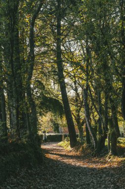 Fransız Yolu 'ndaki güzel ağaçlarla birlikte ormanın manzarası. Palas de Rei - Melide sahnesi. İspanya.