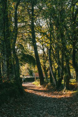 Fransız Yolu 'ndaki güzel ağaçlarla birlikte ormanın manzarası. Palas de Rei - Melide sahnesi. İspanya.
