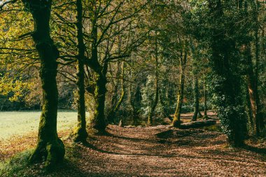 Sahne: Melide - Arzua Fransız güzergahında güzel kırsal manzaralar ve güzel ormanlarla. İspanya.