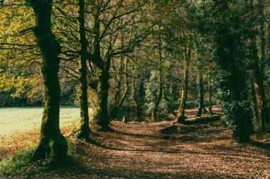 Sahne: Melide - Arzua Fransız güzergahında güzel kırsal manzaralar ve güzel ormanlarla. İspanya.