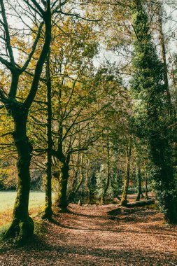 Sahne: Melide - Arzua Fransız güzergahında güzel kırsal manzaralar ve güzel ormanlarla. İspanya.