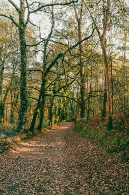Sahne: Melide - Arzua Fransız güzergahında güzel kırsal manzaralar ve güzel ormanlarla. İspanya.