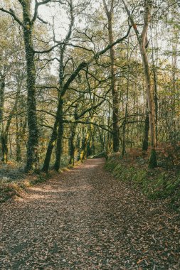 Sahne: Melide - Arzua Fransız güzergahında güzel kırsal manzaralar ve güzel ormanlarla. İspanya.