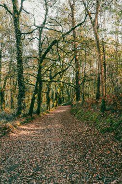 Sahne: Melide - Arzua Fransız güzergahında güzel kırsal manzaralar ve güzel ormanlarla. İspanya.