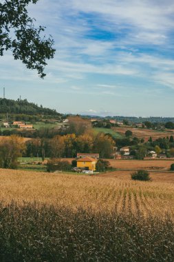 Sahne: Melide - Arzua Fransız güzergahında güzel kırsal manzaralar ve güzel ormanlarla. İspanya.