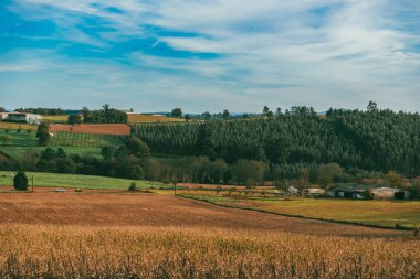 Sahne: Melide - Arzua Fransız güzergahında güzel kırsal manzaralar ve güzel ormanlarla. İspanya.