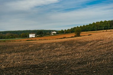 Sahne: Melide - Arza Fransız güzergahında güzel kırsal manzaralar ve güzel ormanlarla. İspanya.