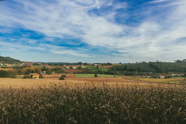 Sahne: Melide - Arza Fransız güzergahında güzel kırsal manzaralar ve güzel ormanlarla. İspanya.