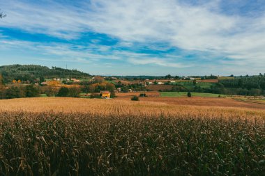 Sahne: Melide - Arza Fransız güzergahında güzel kırsal manzaralar ve güzel ormanlarla. İspanya.