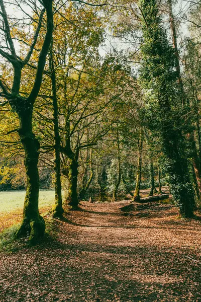 Sahne: Melide - Arzua Fransız güzergahında güzel kırsal manzaralar ve güzel ormanlarla. İspanya.