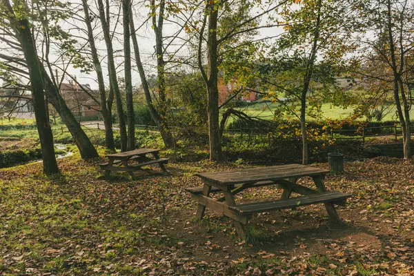 Sahne: Melide - Arzua Fransız güzergahında güzel kırsal manzaralar ve güzel ormanlarla. İspanya.