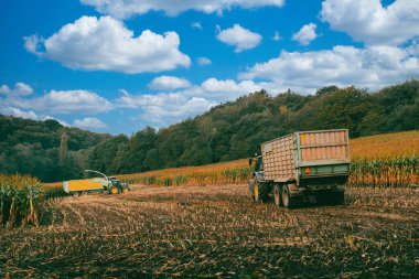 Galiçya, İspanya. 5 Kasım 2024: Kargo kamyonu ile mısır ekimi ve hasat etme.