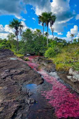 Cao Cristal 'de mavi gökyüzü olan doğal manzara. Kolombiya.