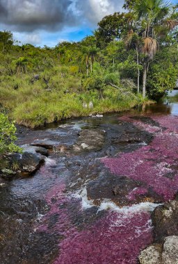 Cao Cristal 'de mavi gökyüzü olan doğal manzara. Kolombiya.