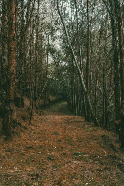 Boyaca, Kolombiya 'daki Çam Ormanı.