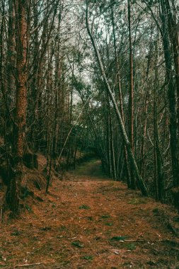 Boyaca, Kolombiya 'daki Çam Ormanı.