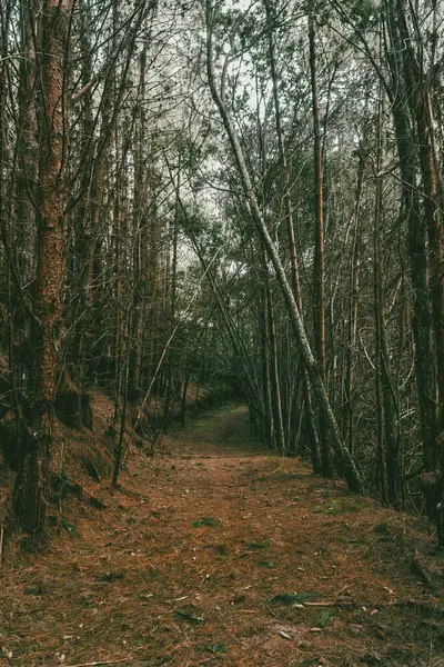 Boyaca, Kolombiya 'daki Çam Ormanı.