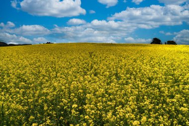 Sarı çiçek tarlası, kanola çiçeği olarak bilinir. Boyaca, Kolombiya. 