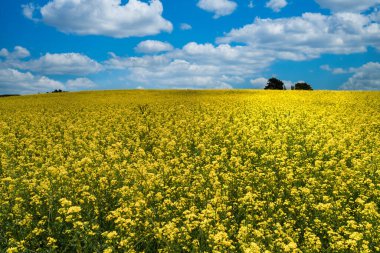Sarı çiçek tarlası, kanola çiçeği olarak bilinir. Boyaca, Kolombiya. 