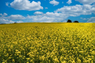 Sarı çiçek tarlası, kanola çiçeği olarak bilinir. Boyaca, Kolombiya. 