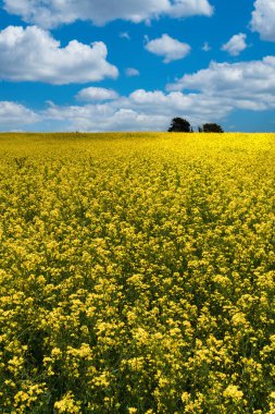 Sarı çiçek tarlası, kanola çiçeği olarak bilinir. Boyaca, Kolombiya. 