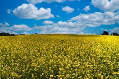 Sarı çiçek tarlası, kanola çiçeği olarak bilinir. Boyaca, Kolombiya. 