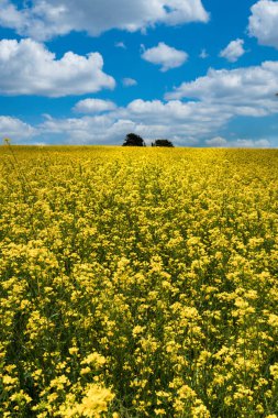Sarı çiçek tarlası, kanola çiçeği olarak bilinir. Boyaca, Kolombiya. 