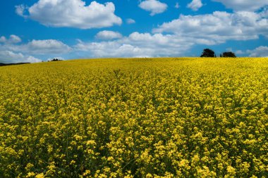 Sarı çiçek tarlası, kanola çiçeği olarak bilinir. Boyaca, Kolombiya. 