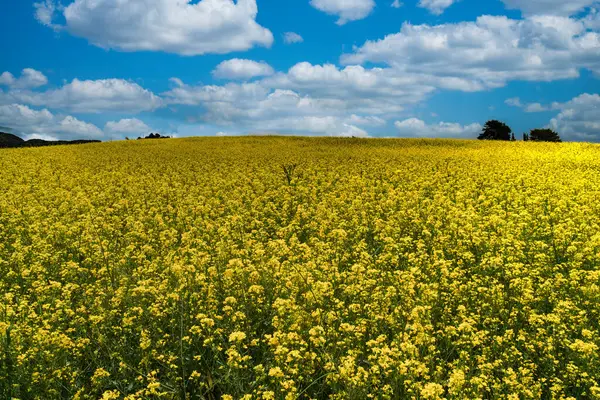 Sarı çiçek tarlası, kanola çiçeği olarak bilinir. Boyaca, Kolombiya. 