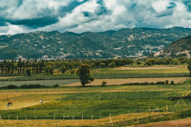 Sacama, Boyaca, Kolombiya 'daki tarım ürünlerinin manzarası.