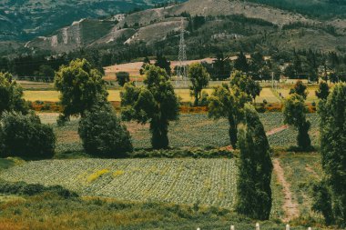 Sacama, Boyaca, Kolombiya 'daki tarım ürünlerinin manzarası.