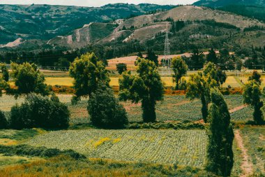 Sacama, Boyaca, Kolombiya 'daki tarım ürünlerinin manzarası.